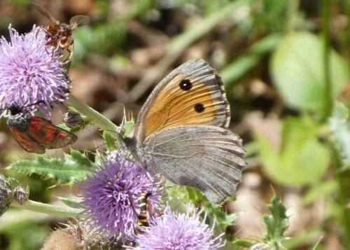 Hyponephele sp.
